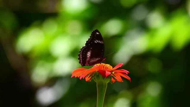 utterfly suck the nectar close up. Flowers and butterflies, very cute and vibrant