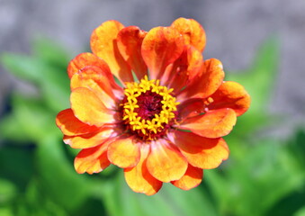 Orange zinnias in the garden in summer. Floral background for cover or flyer when selling seeds. Cultivation and selection of beautiful annual flowering buds.