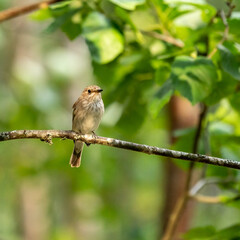 Obraz premium Spotted flycatcher sitting on a branch