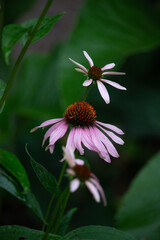 violette Blüten 