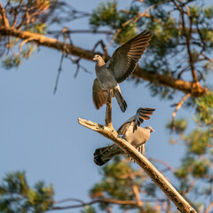 Stock doves in a tree