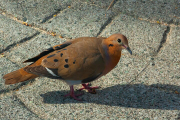 Zenaide's dove ( Zenaida aurita)  on the asphalt