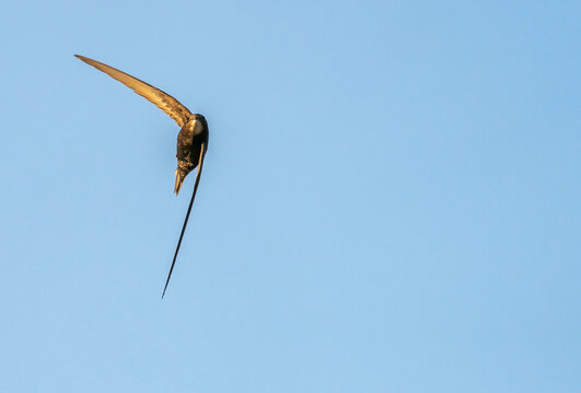 Common swift flying