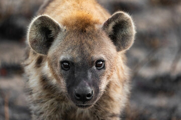 spotted hyena face close up