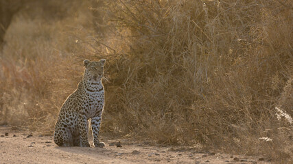 young leopardess, sitting in the road