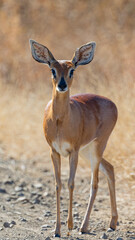 Steenbuck ewe on high alert