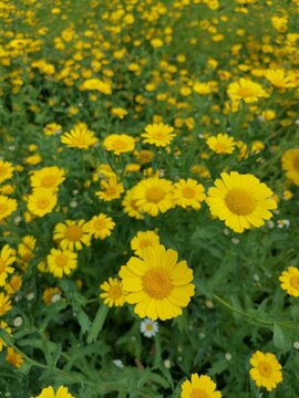 Yellow Daisy Wild Flowers From Above 