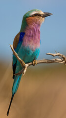 lilac-breasted roller close up, perched on a branch