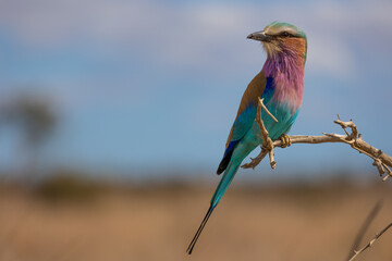 lilac-breasted roller close up, perched on a branch