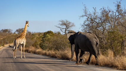 African elephant chasing giraffe away