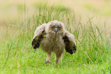 Cute juvenile European Eagle Owl (Bubo bubo) walking over a meadow in Gelderland in  the...