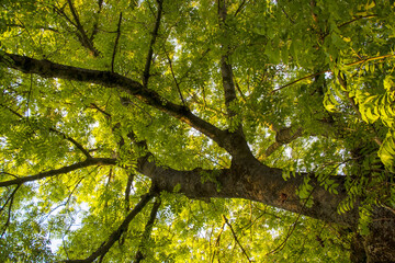 Fototapeta na wymiar Looking up at a tree canopy filled with green leaves.