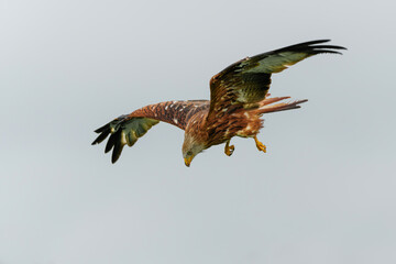 Red Kite (Milvus milvus) flying in the meadows in Gelderland in the Netherlands             