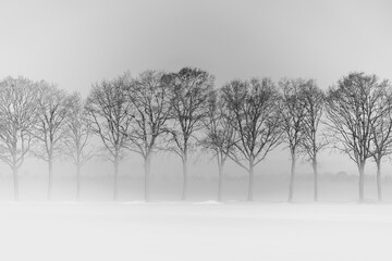 trees in snow