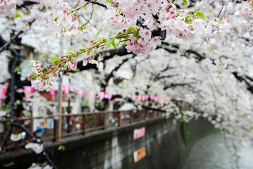 Tokyo cherry blossom season at Meguro River