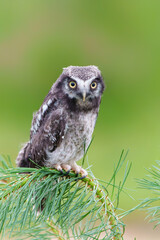 Juvenile Northern hawk-owl or northern hawk owl (Surnia ulula) on a branch (Pinus) with a green background.  