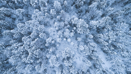 Aerial view of a winter snow-covered pine forest. Winter forest abstract texture. Aerial drone view of a winter landscape.  Aerial photography.