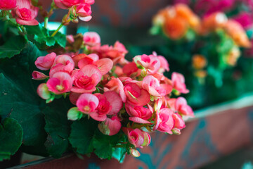 Obraz premium Natural spring image pink Begonia flowers in flowerpot. 