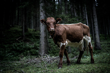Naklejka na ściany i meble calf in the forest