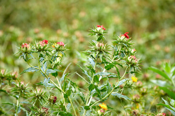 넓은 농장의 아름답고 이쁜 가시 홍화꽃