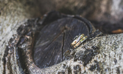 wedding rings on a tree