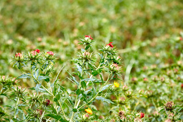 넓은 농장의 아름답고 이쁜 가시 홍화꽃