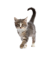 Cute fluffy kitten on white background. Baby animal