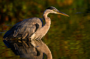 Great Blue Heron with Reflection in Early Morning Light, Closeup Portrait