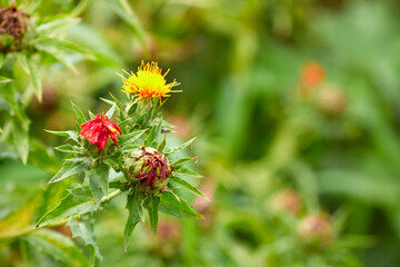 넓은 농장의 아름답고 이쁜 가시 홍화꽃