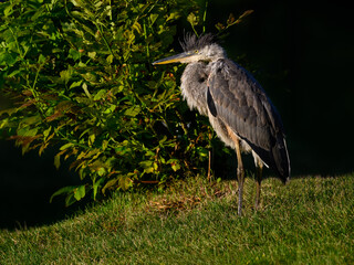 Great Blue Heron Standing on Grass in Early Morning Light, Closeup Portrait