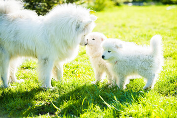 Female Samoyed dog with puppies walk on grass