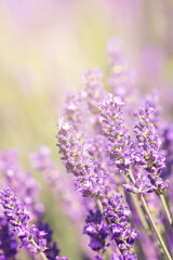 Soft focus on lavender flowers meadow, beautiful summer background. Selective focus