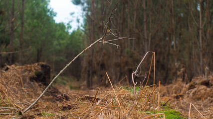 Forêt de pins des Landes de Gascogne, en hiver