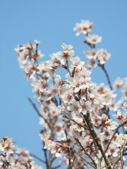 淡い色合いの桜の花