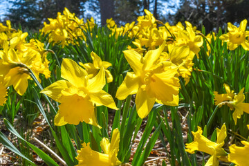 Fototapeta premium Spring Daffofils