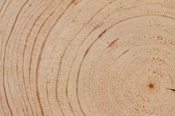 Pine tree cut texture. Light wood texture close up. 