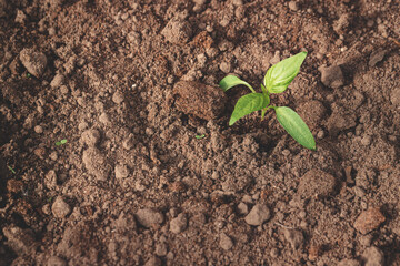 Young plant seed growing of sprout on the soil in the garden. Agriculture seedling and save the earth concept
