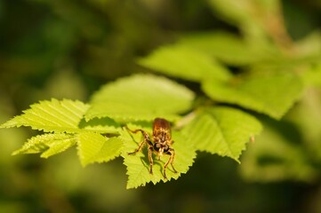 Photo of a dragonfly on a green leaf. Insects in nature.