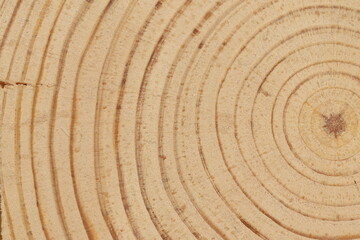 Fototapeta na wymiar Pine tree cut texture. Light wood texture close up. 