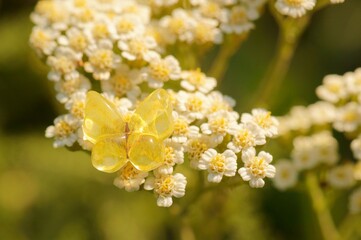 A figure of a yellow butterfly on blooming white flowers. A symbol of spring and beauty in nature.