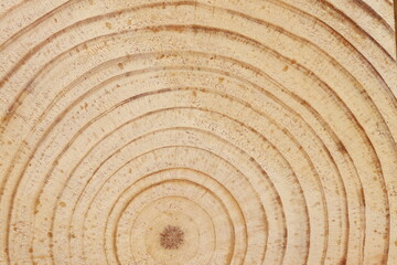 Pine tree cuPine tree cut texture. Light wood texture close up. t texture. Light wood texture close up. 
