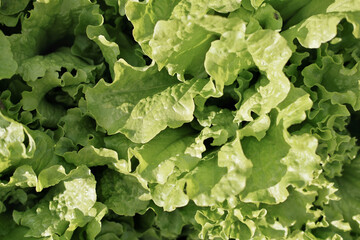 Fresh green lettuce background. healthy food concept. vegetarian diet and greens in the culinary