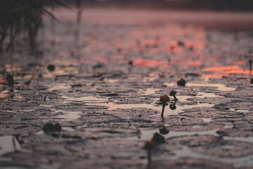 Red orange pink summer sunset. Reflection of river reeds and blurry forest on other shore. Yellow water lilies, fog or mist rises over the water. Wonderful calm evening