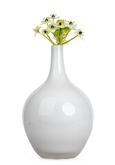 Side view of single Ornithogalum saundersiae head aka Star of Bethlehem flower laying in white...