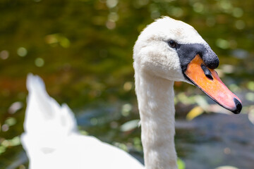 a swan couple lives by a small pond in a park with their two offspring