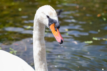 Fototapeta premium a swan couple lives by a small pond in a park with their two offspring