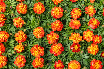 Background of orange flowering Marigold plants.