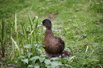 duck on the grass