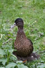 duck in the grass