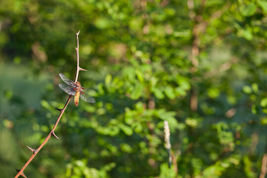 Cimbex femorata. Birch sawfly sitting on an acacia branch.